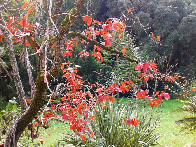 Serra de Sintra e as cores do Outono - à volta de Monserrate