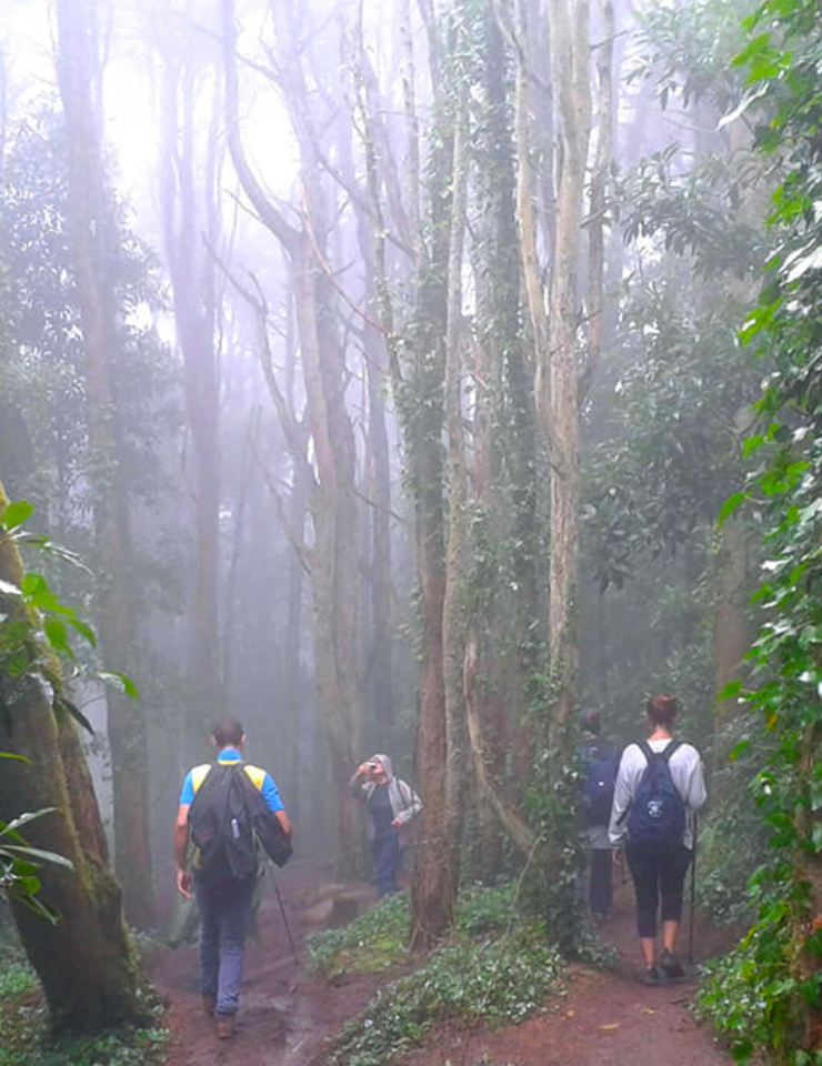Caminhada pelo Bosque Encantado com Yoga