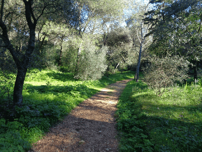 Caminhada por Trilhos e Miradouros de Monsanto