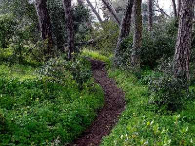 Caminhando